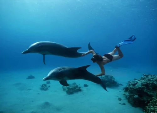 Dolphin House trip