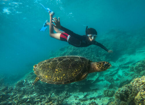 Abu Dabbab Turtle Beach Gruppe
